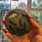 Bats Silicone Mould