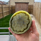 4 inch Flower Skull Tray Silicone Mould