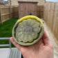 4 inch Flower Skull Tray Silicone Mould